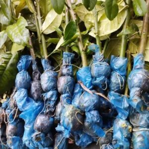 সীডলেস চায়না-৩ লেবু (৩০ পিস x ২৫ ৳)