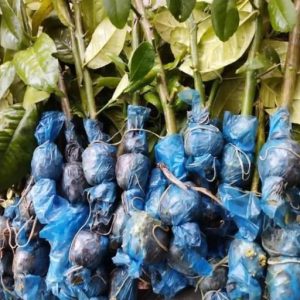 সীডলেস চায়না-৩ লেবু (২০ পিস x ২৫ ৳)